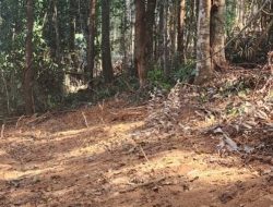 Rambah Hutan Lindung Jadi Kebun Pribadi, Bupati Sula Fifian Adeningsih Resmi Dilaporkan ke Polres
