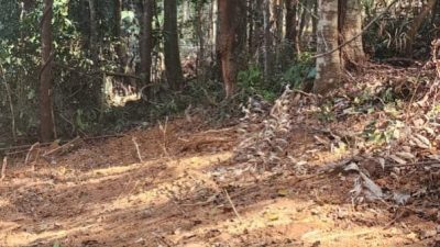 Rambah Hutan Lindung Jadi Kebun Pribadi, Bupati Sula Fifian Adeningsih Resmi Dilaporkan ke Polres