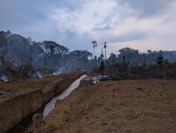 Proyek Rp455 Juta di Haltim Disorot, 6 Pemilik Kebun Ngamuk: Tanaman Dibabat Tanpa Permisi